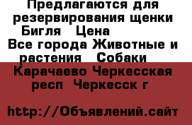 Предлагаются для резервирования щенки Бигля › Цена ­ 40 000 - Все города Животные и растения » Собаки   . Карачаево-Черкесская респ.,Черкесск г.
